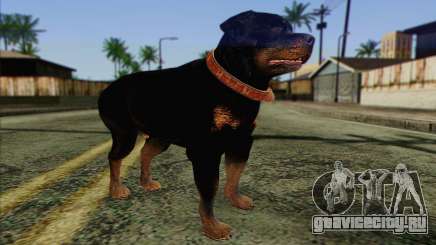 Rottweiler from GTA 5 Skin 3 для GTA San Andreas